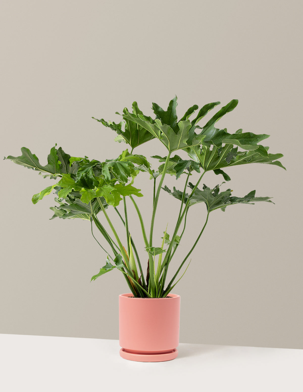 Büyük Philodendron Selloum Hope