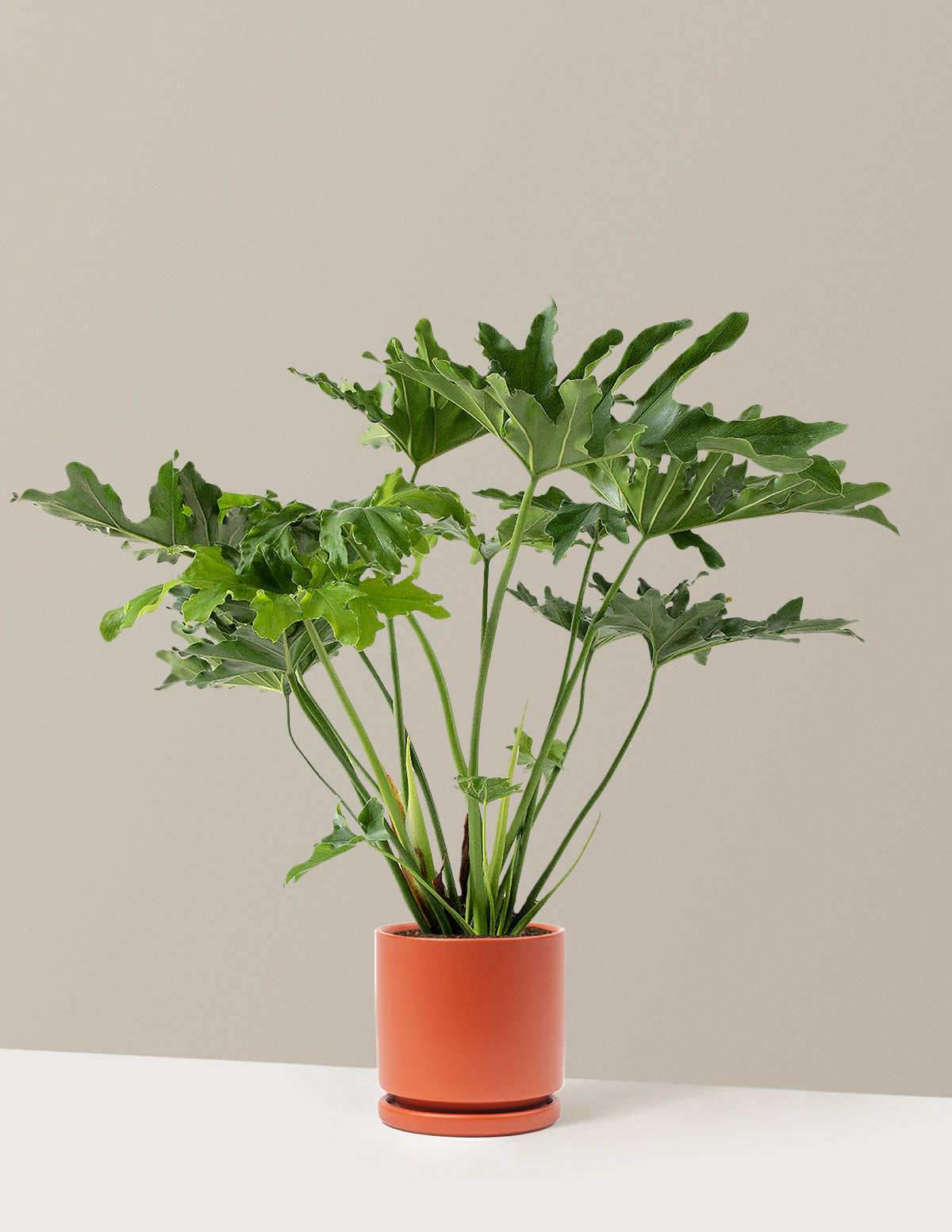 Büyük Philodendron Selloum Hope