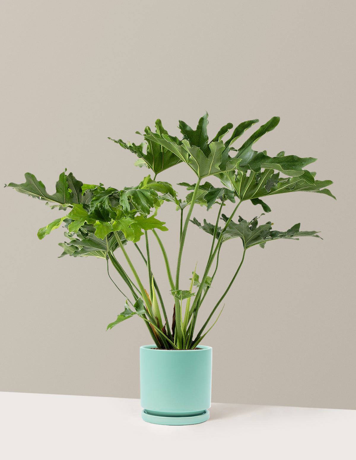 Büyük Philodendron Selloum Hope