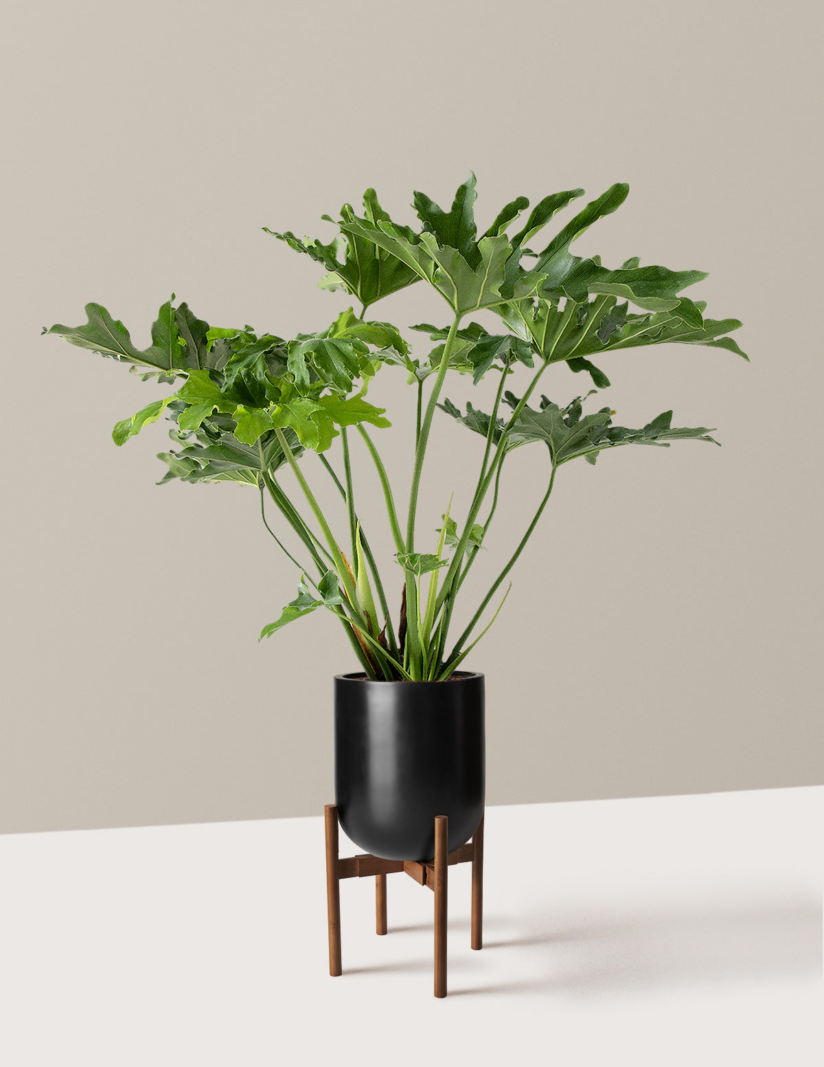 Büyük Philodendron Selloum Hope