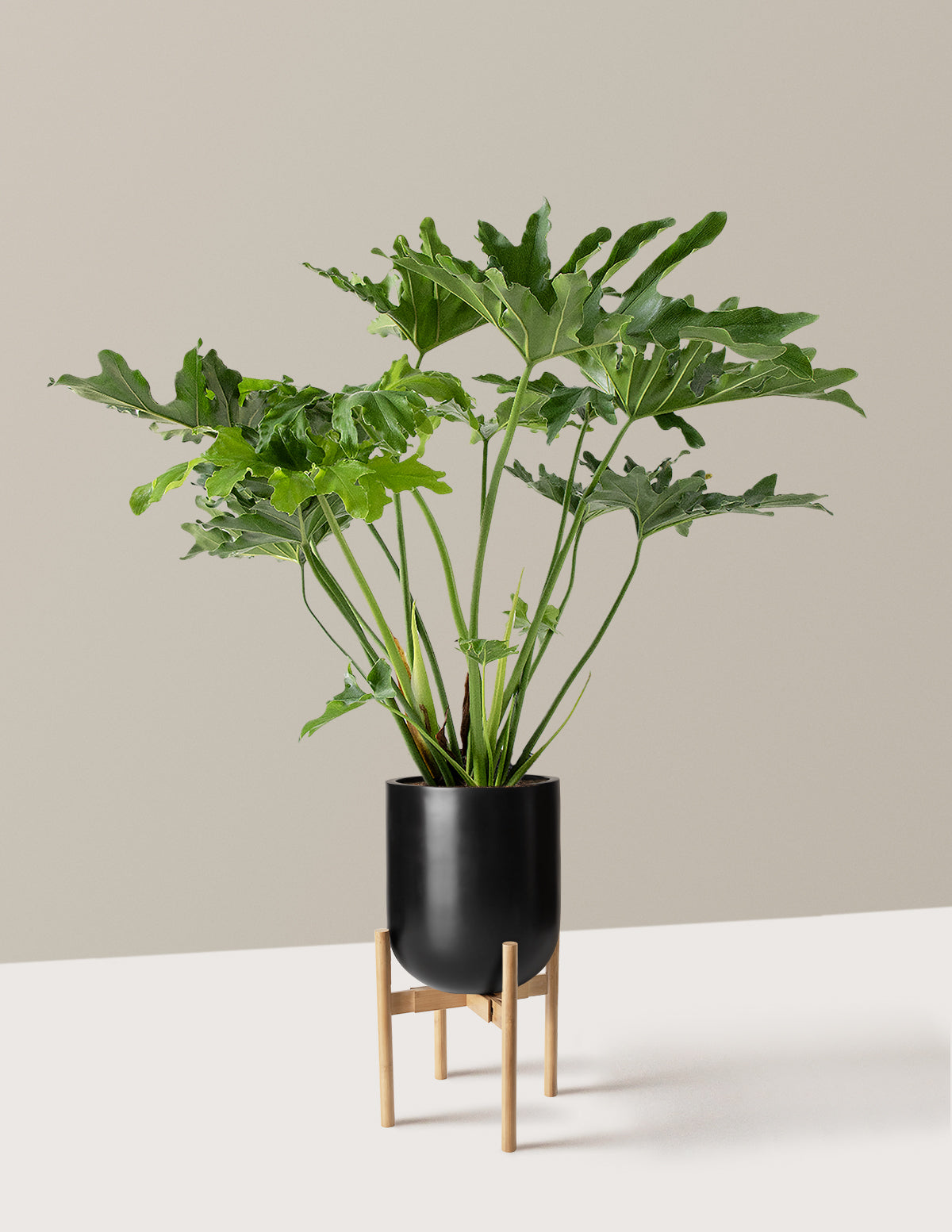 Büyük Philodendron Selloum Hope