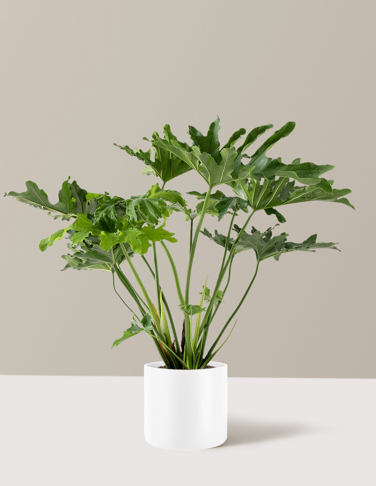 Büyük Philodendron Selloum Hope