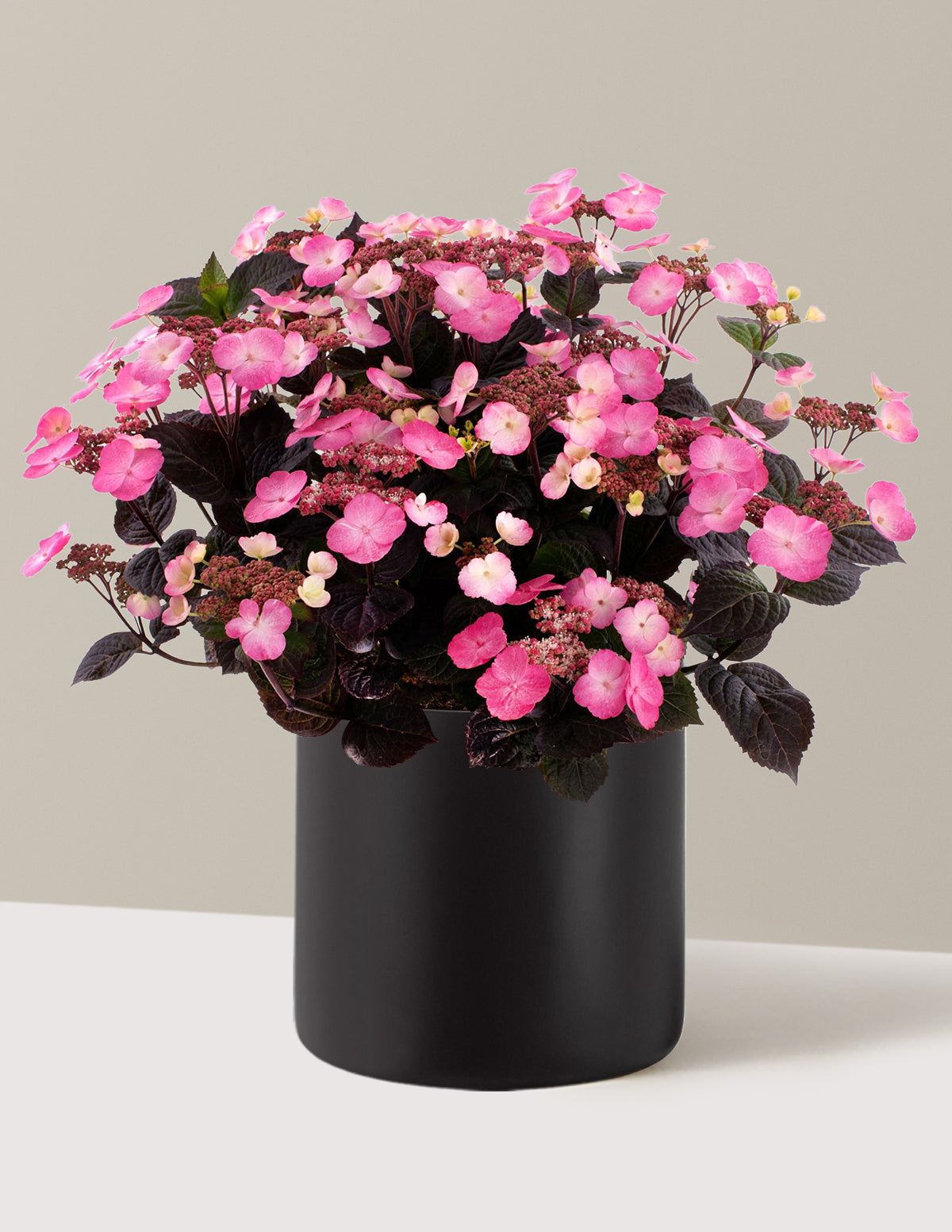 Pink Dynamo™ Ortanca
