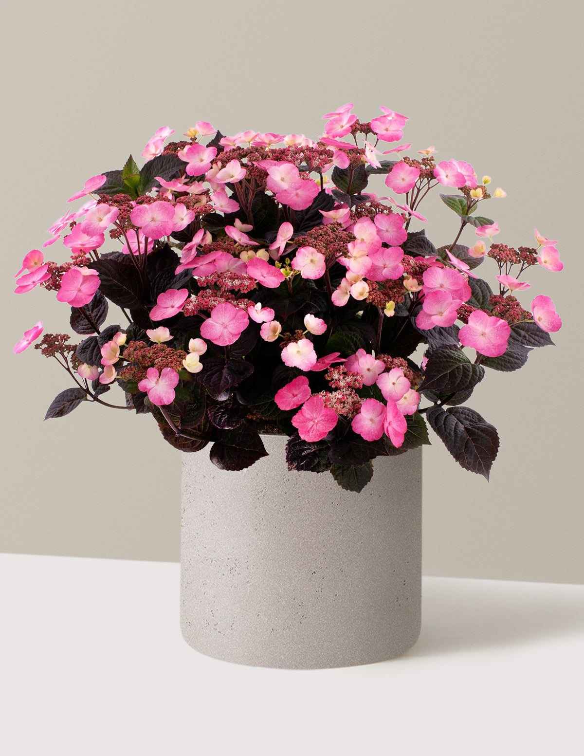 Pink Dynamo™ Ortanca