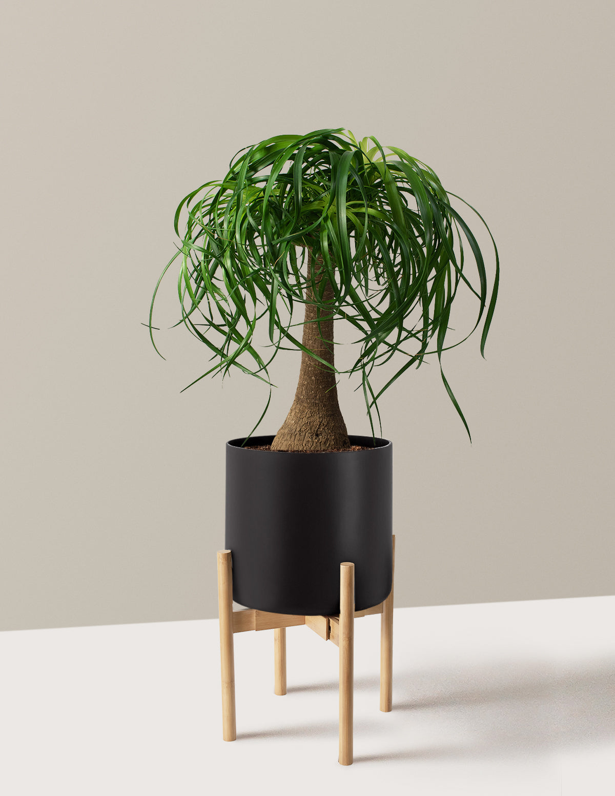 Ponytail Palm (Beaucarnea recurvata)