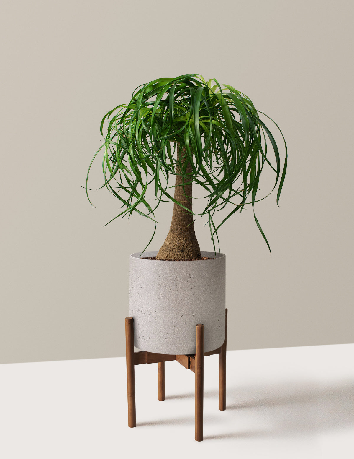 Ponytail Palm (Beaucarnea recurvata)