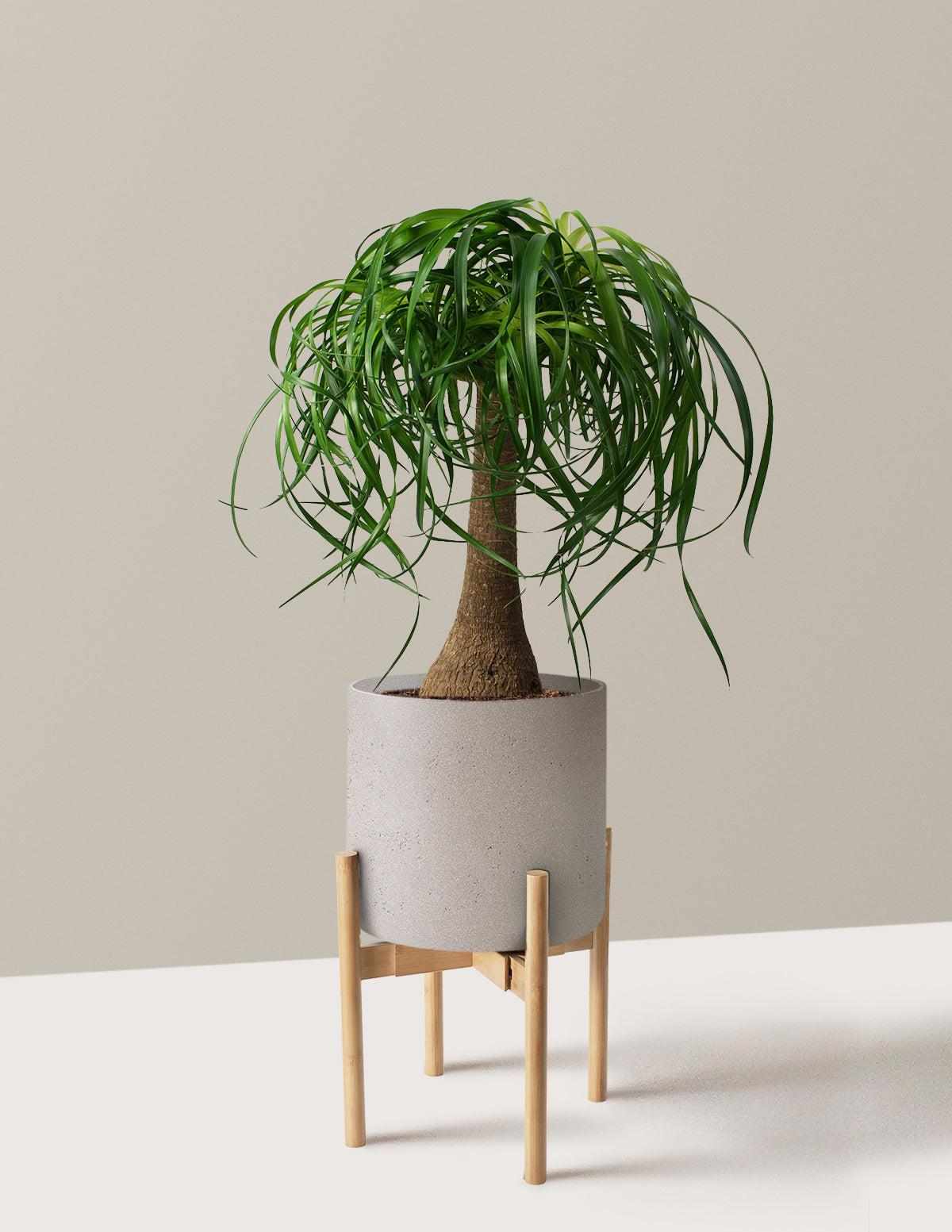 Ponytail Palm (Beaucarnea recurvata)