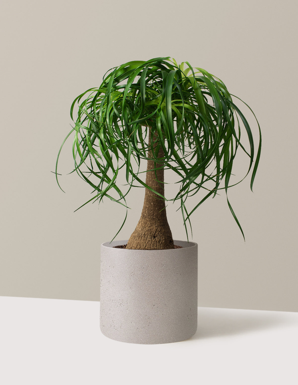 Ponytail Palm (Beaucarnea recurvata)
