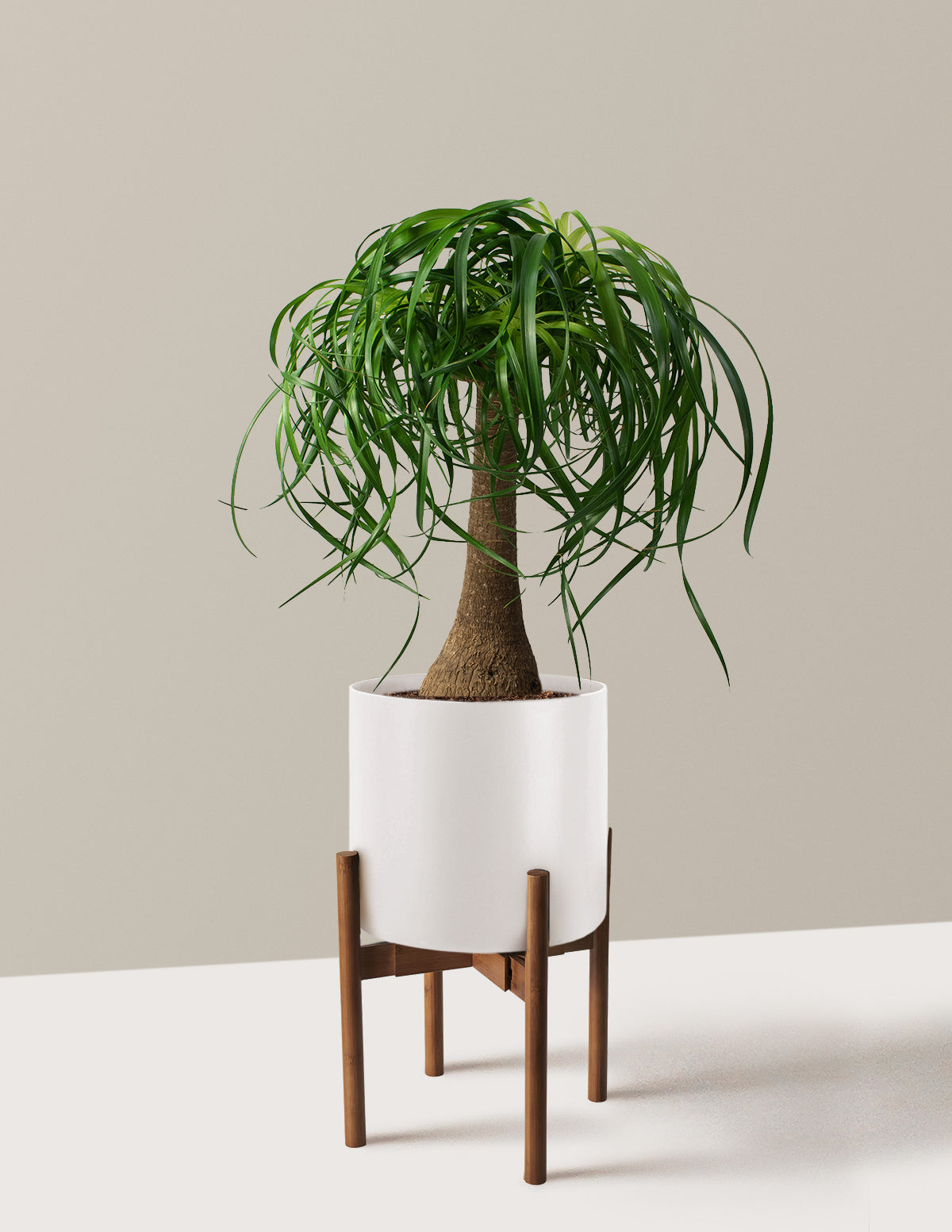 Ponytail Palm (Beaucarnea recurvata)