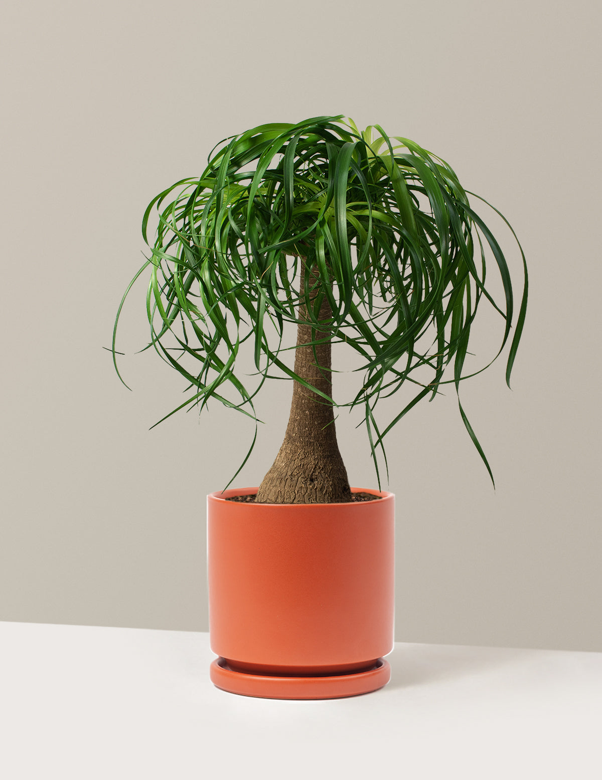 Ponytail Palm (Beaucarnea recurvata)