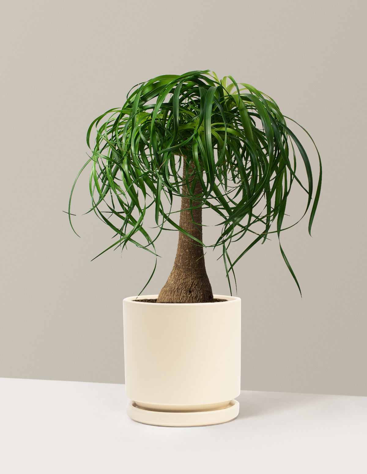 Ponytail Palm (Beaucarnea recurvata)