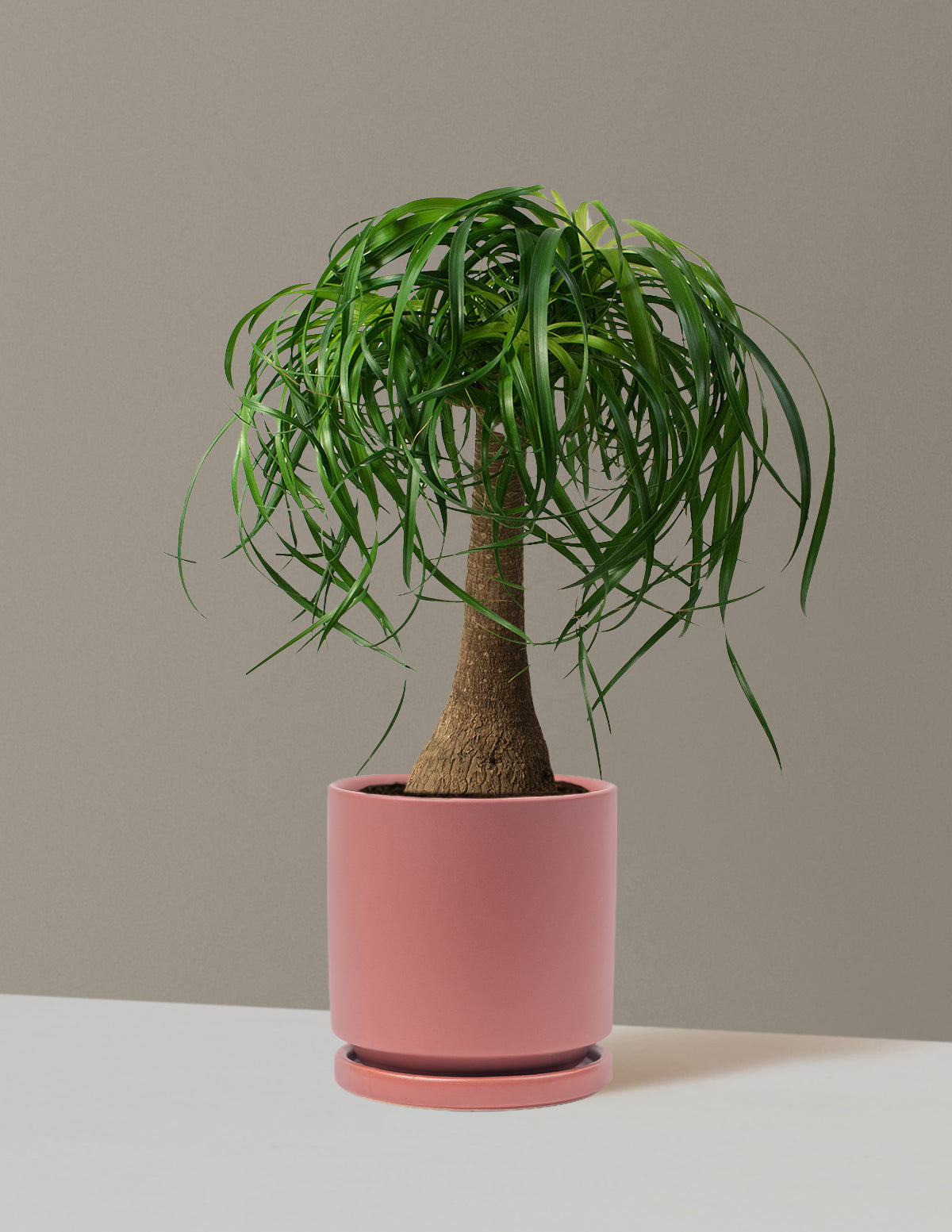 Ponytail Palm (Beaucarnea recurvata)