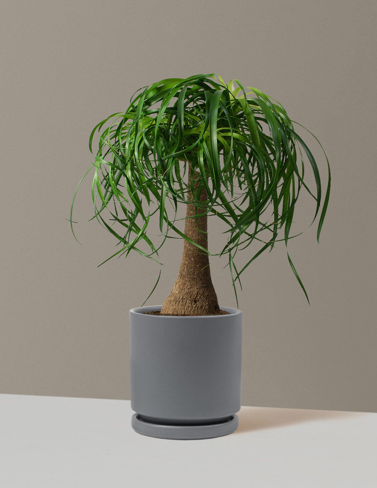 Ponytail Palm (Beaucarnea recurvata)