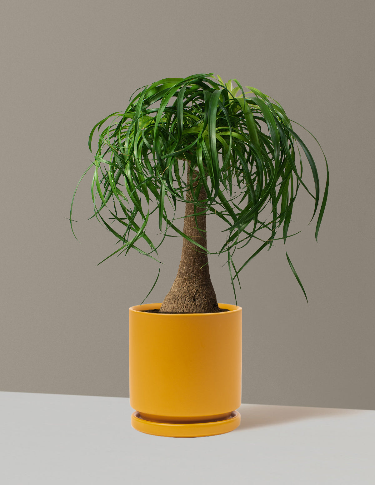 Ponytail Palm (Beaucarnea recurvata)