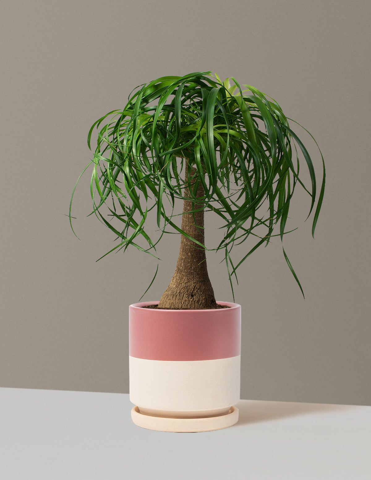 Ponytail Palm (Beaucarnea recurvata)