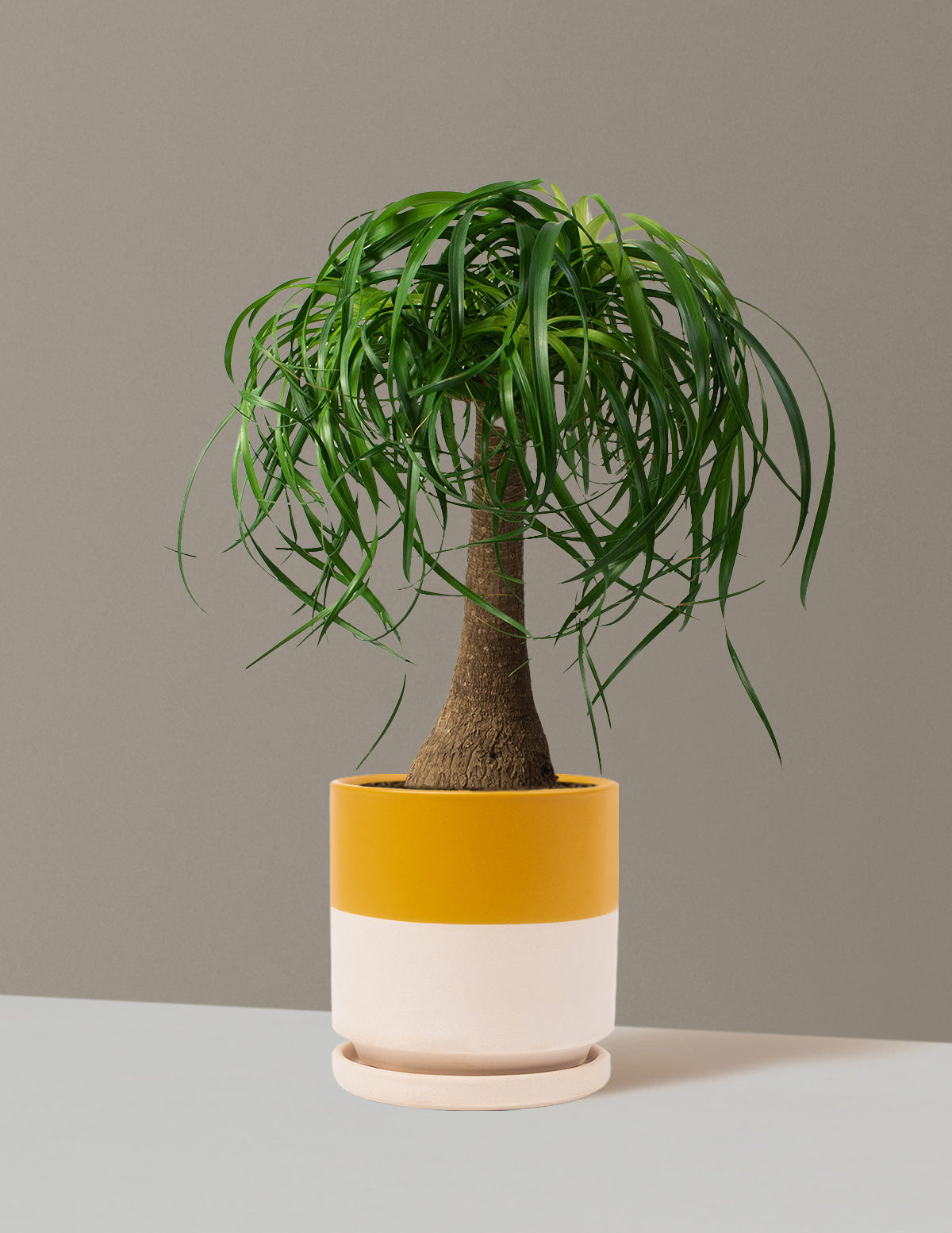 Ponytail Palm (Beaucarnea recurvata)