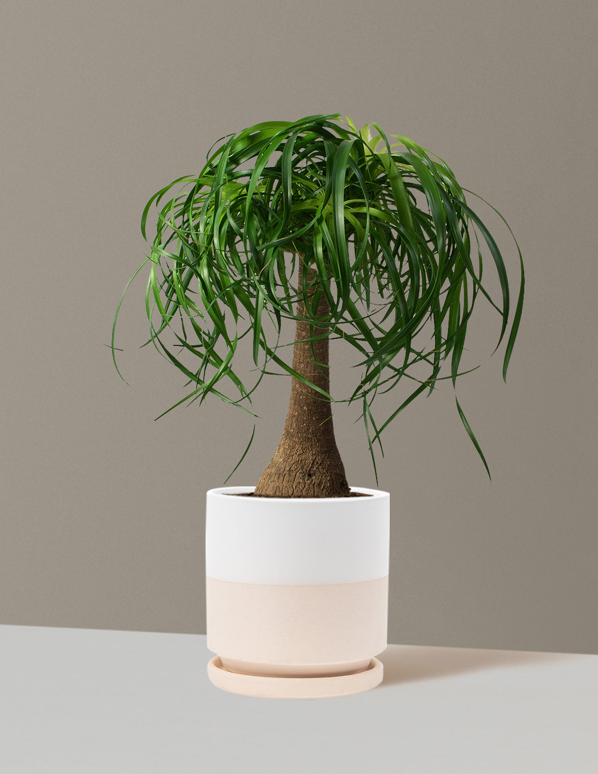 Ponytail Palm (Beaucarnea recurvata)