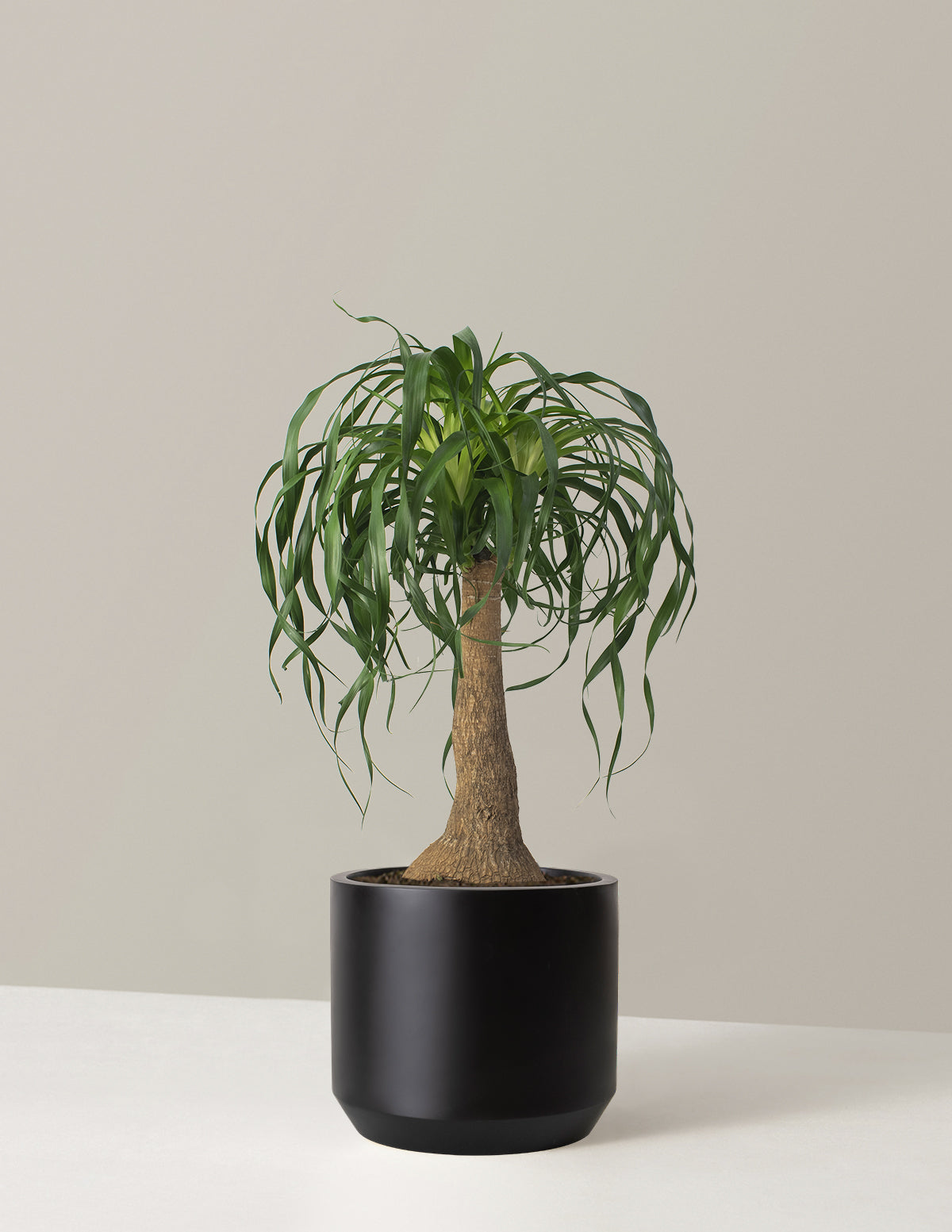 Ponytail Palm (Beaucarnea recurvata)