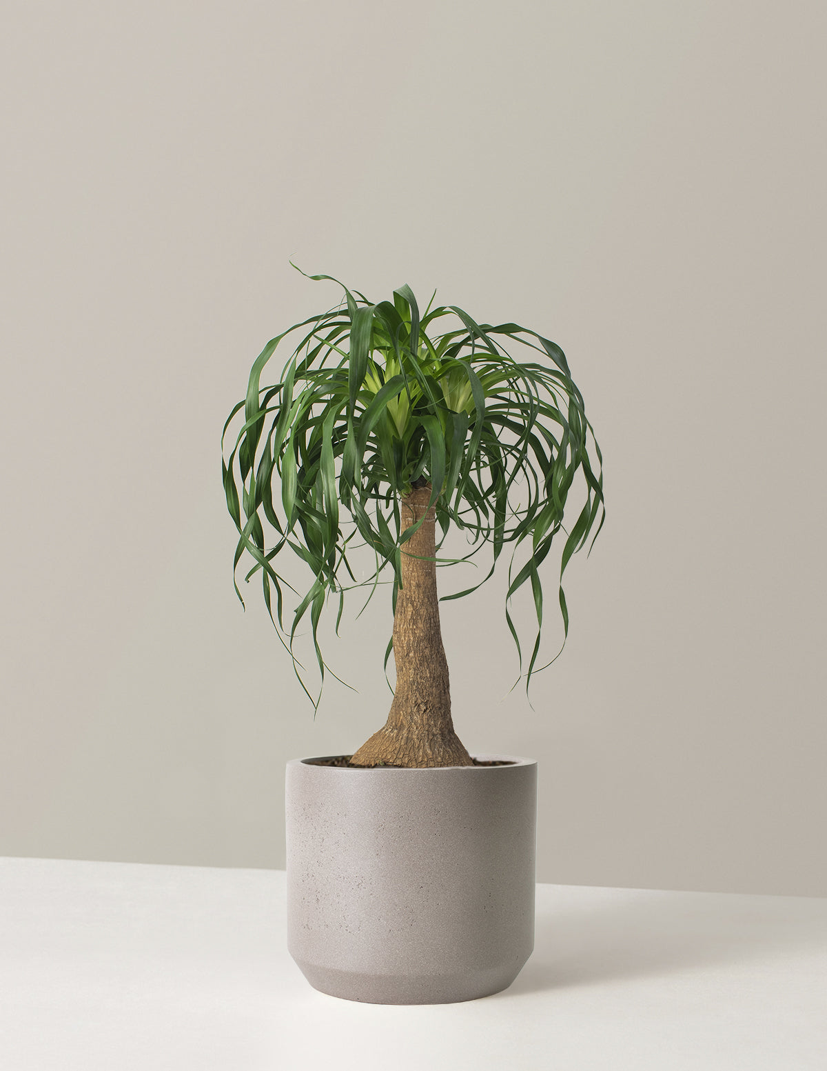 Ponytail Palm (Beaucarnea recurvata)