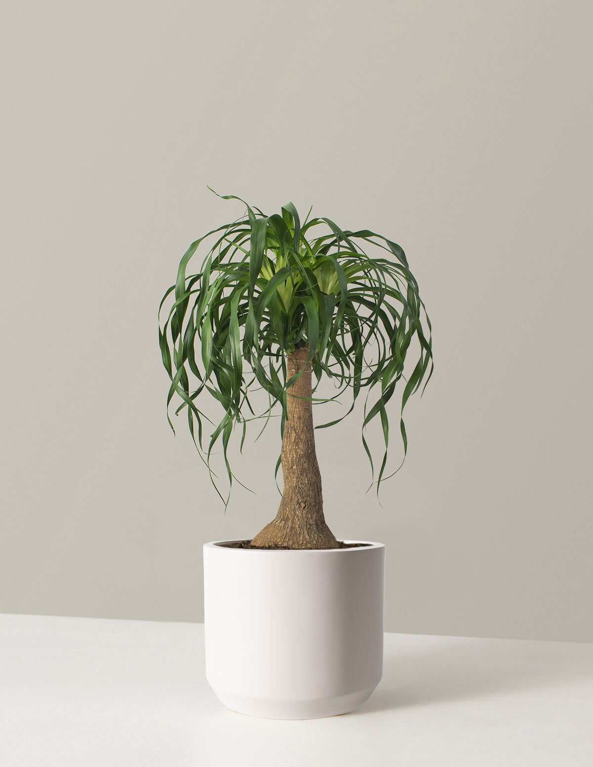 Ponytail Palm (Beaucarnea recurvata)