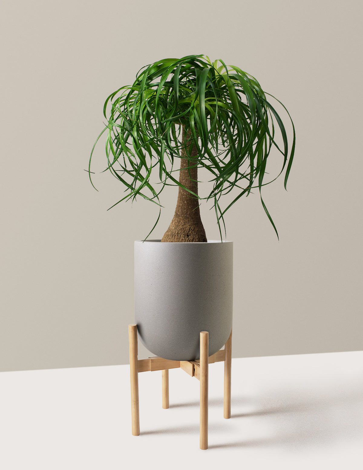 Ponytail Palm (Beaucarnea recurvata)