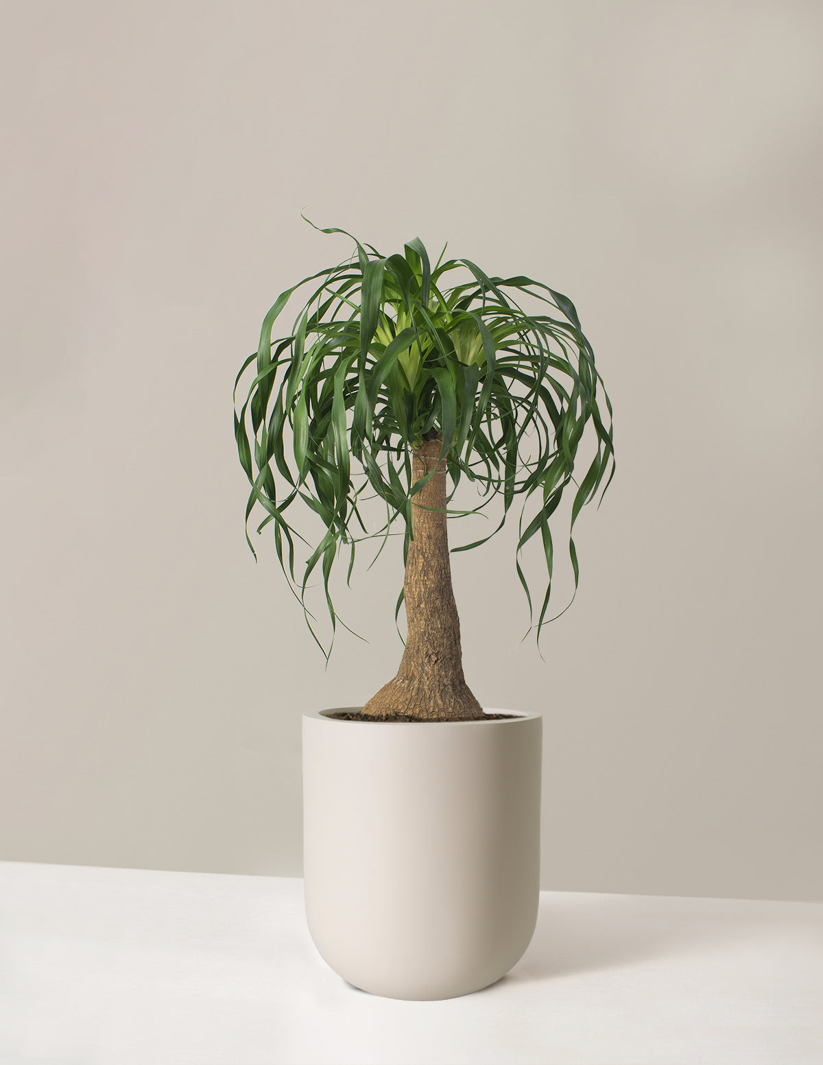 Ponytail Palm (Beaucarnea recurvata)
