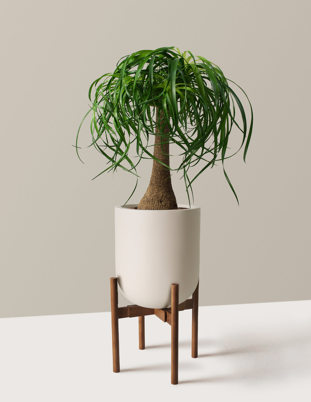 Ponytail Palm (Beaucarnea recurvata)