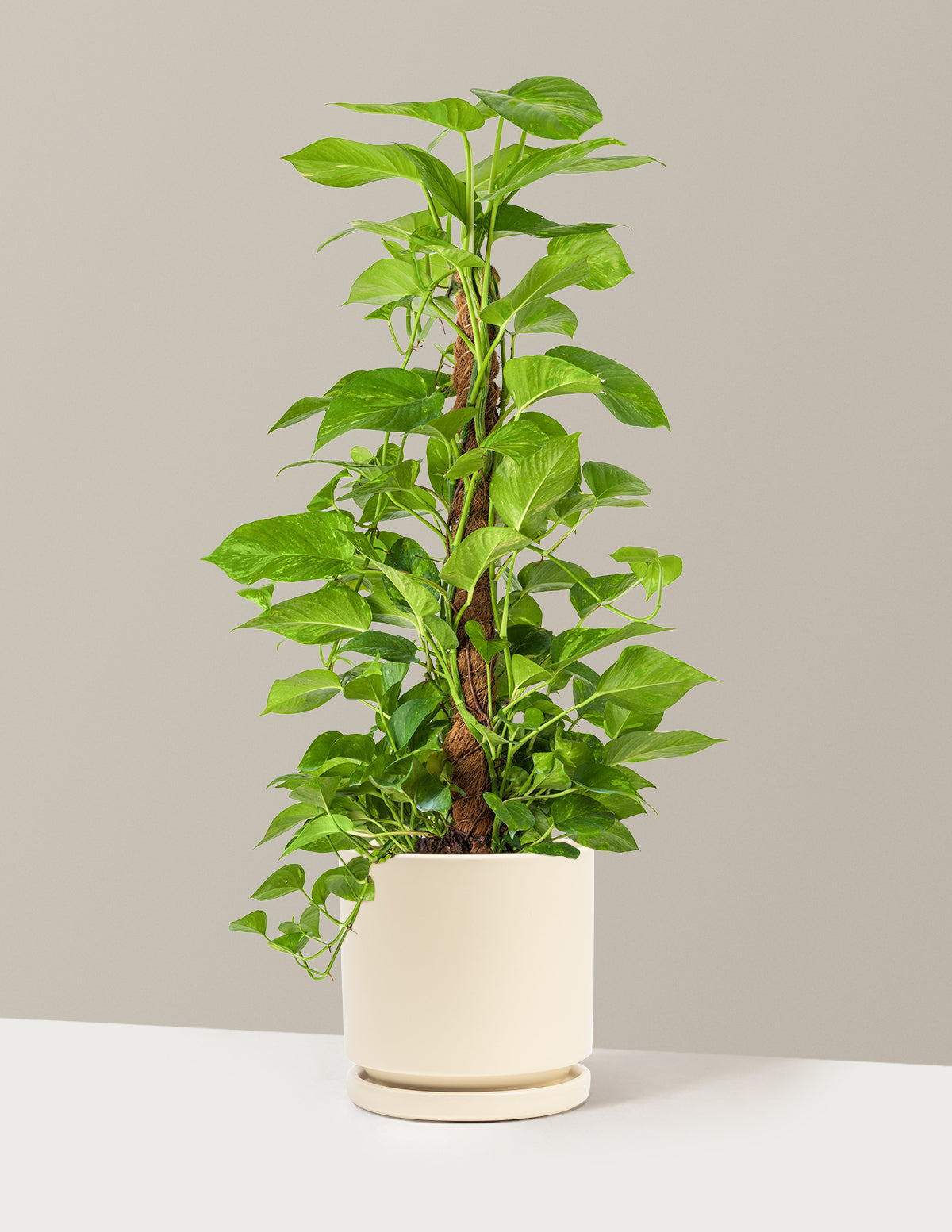 Golden Pothos Totem
