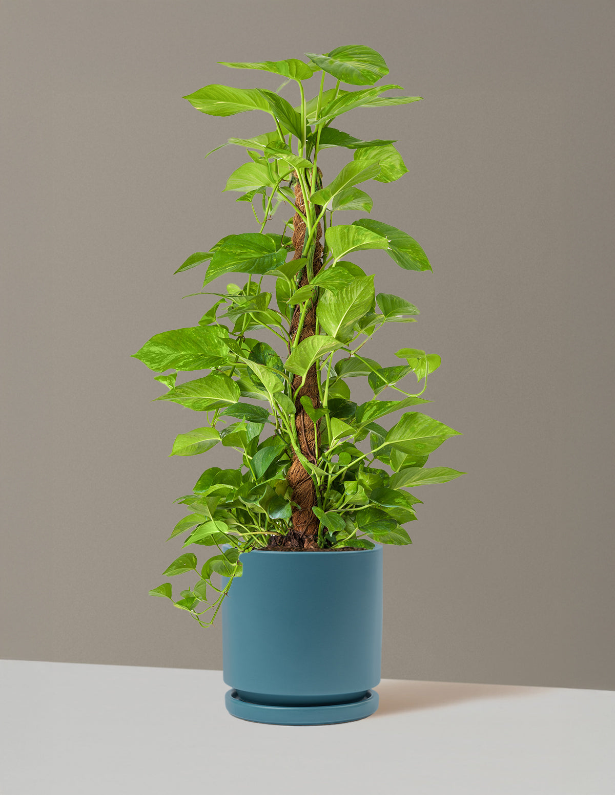 Golden Pothos Totem