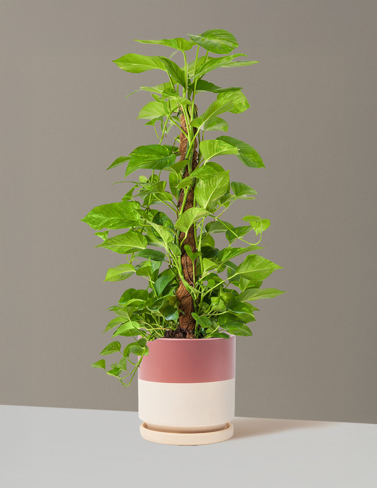 Golden Pothos Totem
