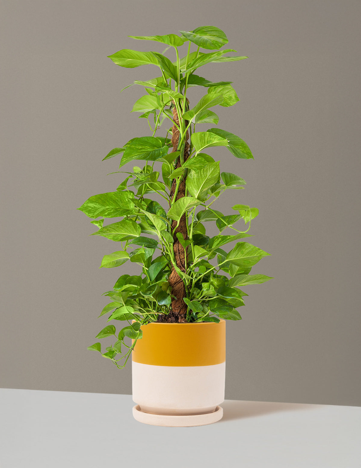 Golden Pothos Totem