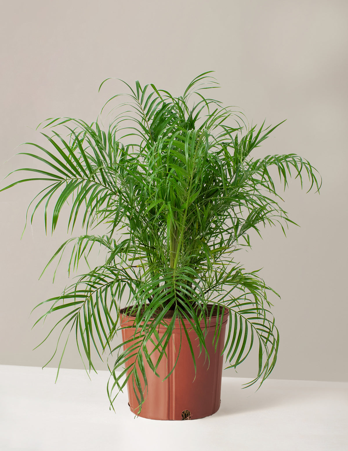 Büyük Cüce Hurma Palmiyesi (Pygmy Date Palm)