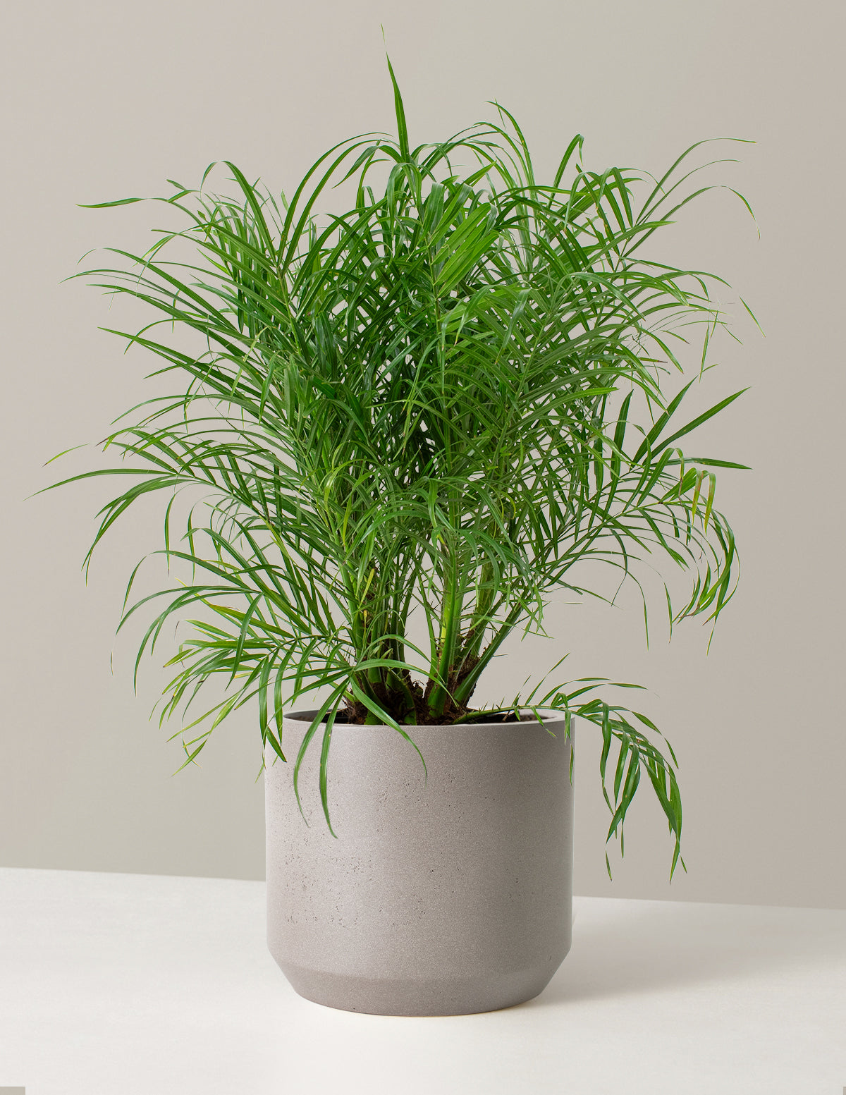 Büyük Cüce Hurma Palmiyesi (Pygmy Date Palm)