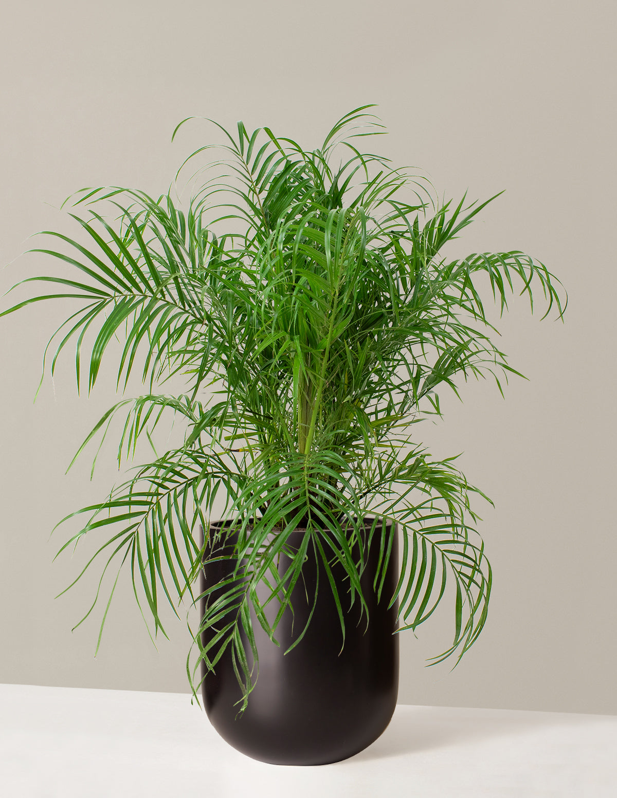 Büyük Cüce Hurma Palmiyesi (Pygmy Date Palm)