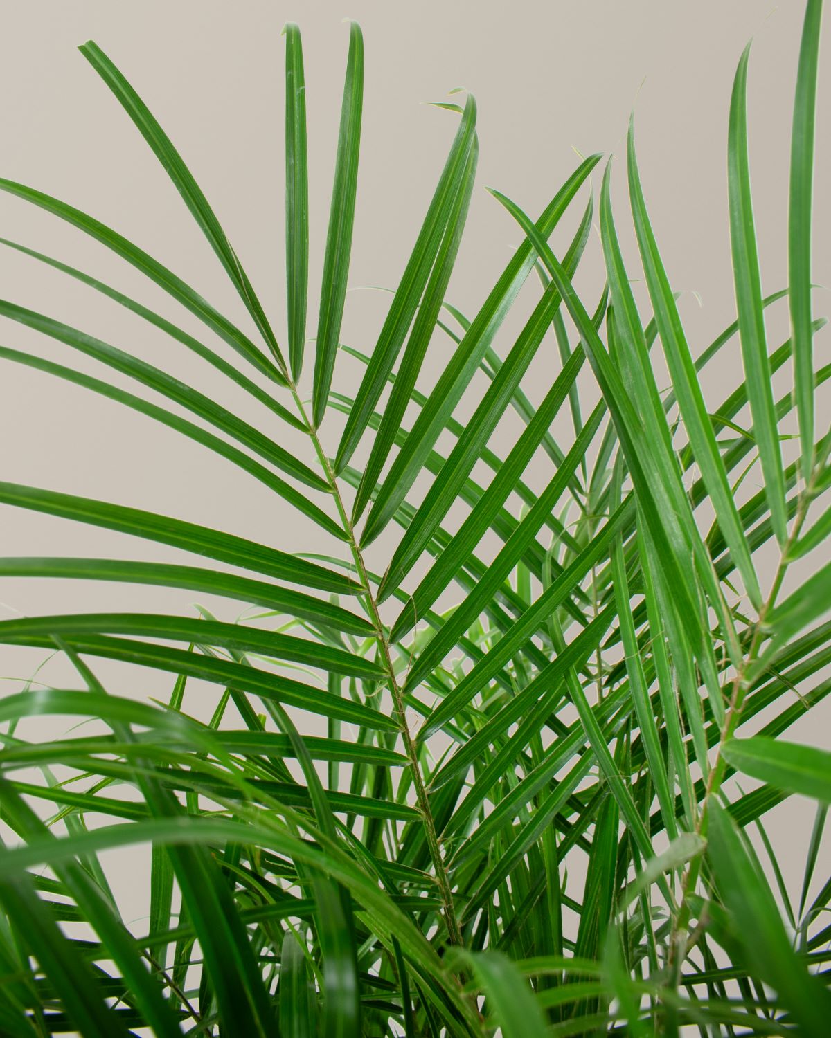 Büyük Cüce Hurma Palmiyesi (Pygmy Date Palm)