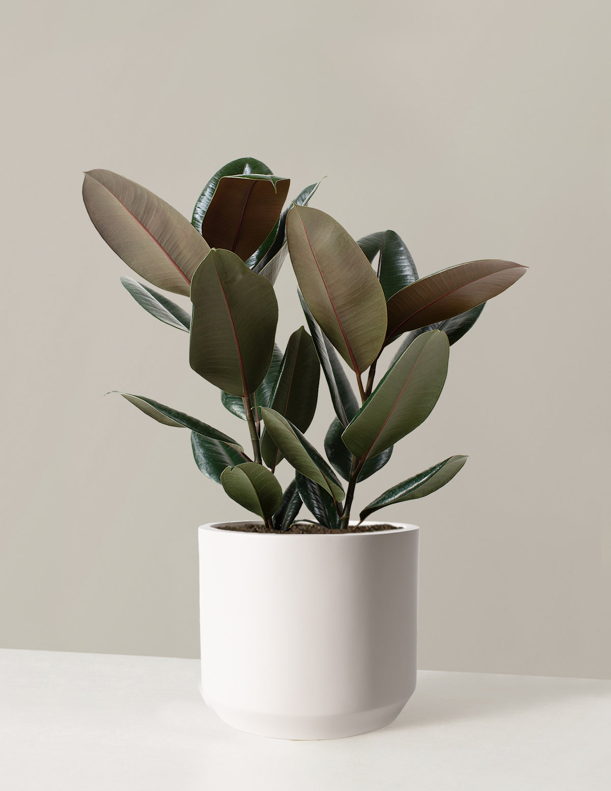Ficus Burgundy Kauçuk Bitkisi