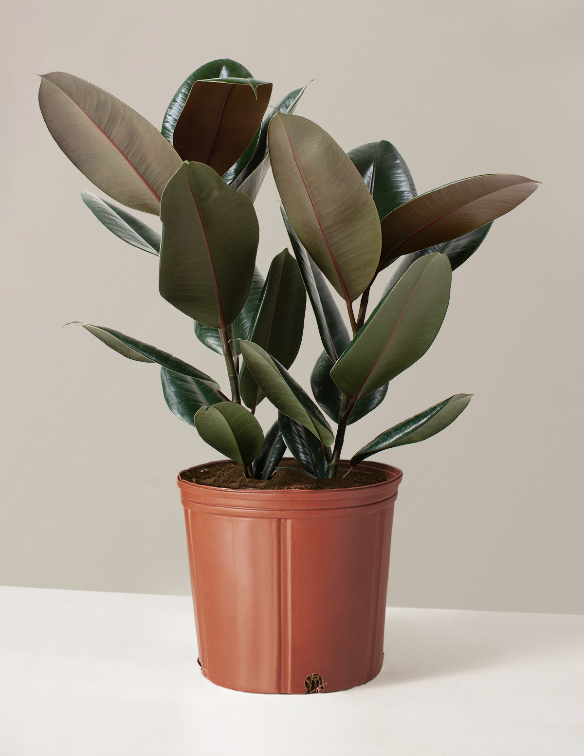 Ficus Burgundy Kauçuk Bitkisi