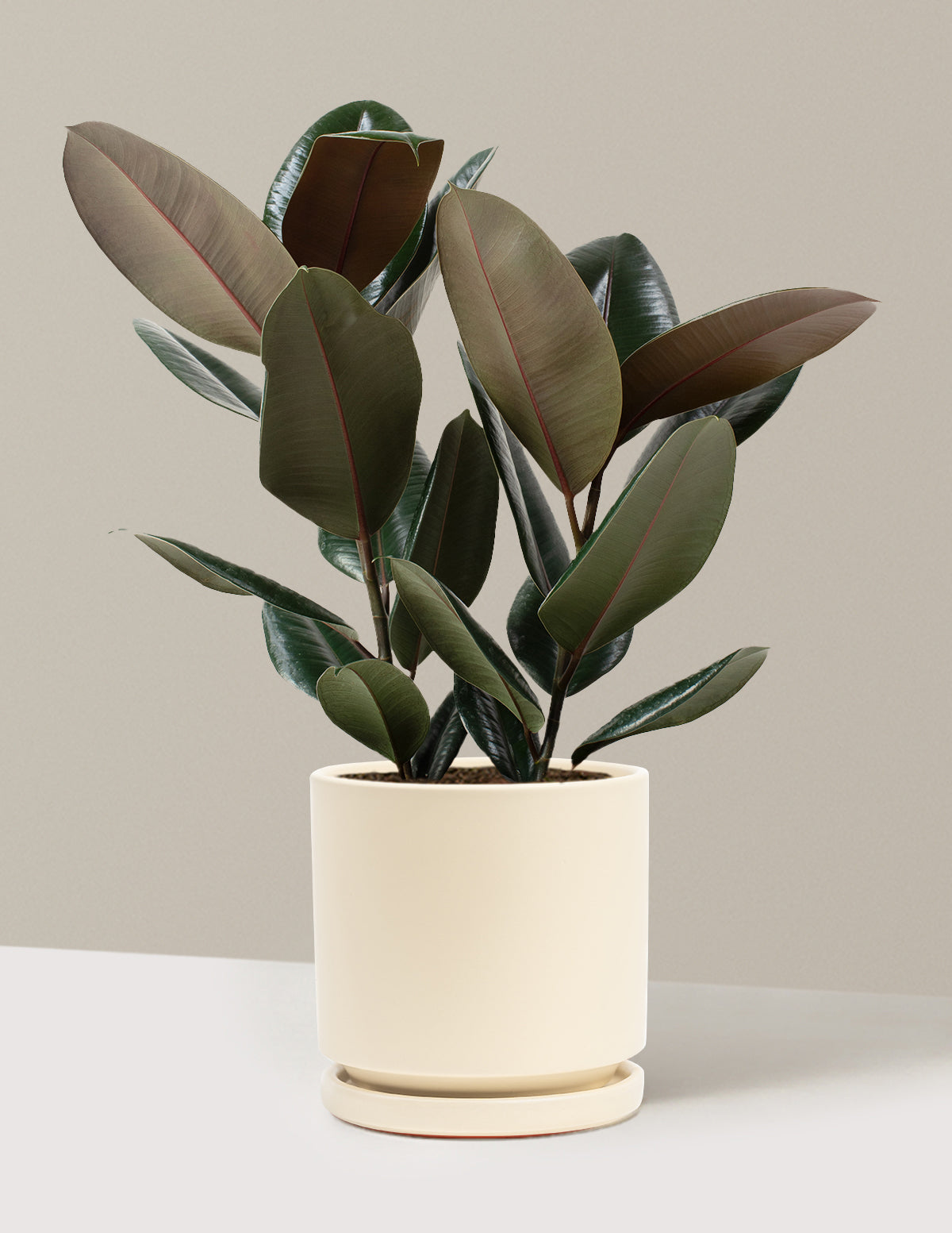Ficus Burgundy Kauçuk Bitkisi