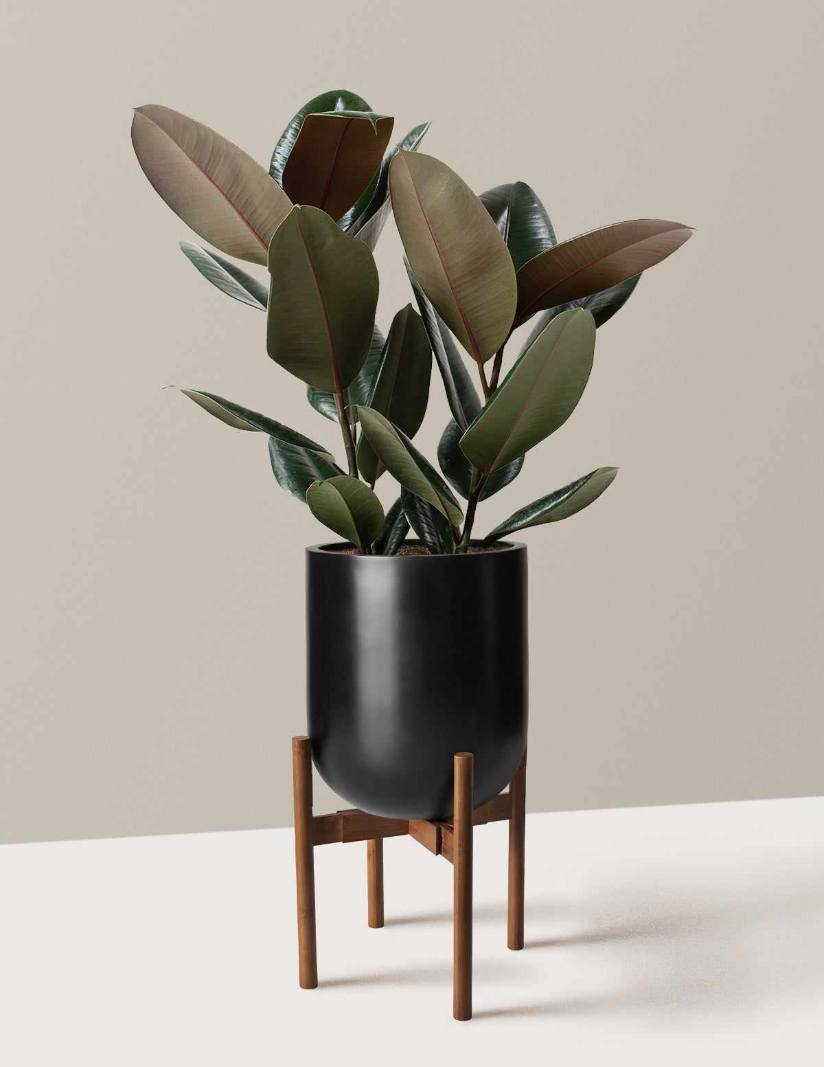 Ficus Burgundy Kauçuk Bitkisi