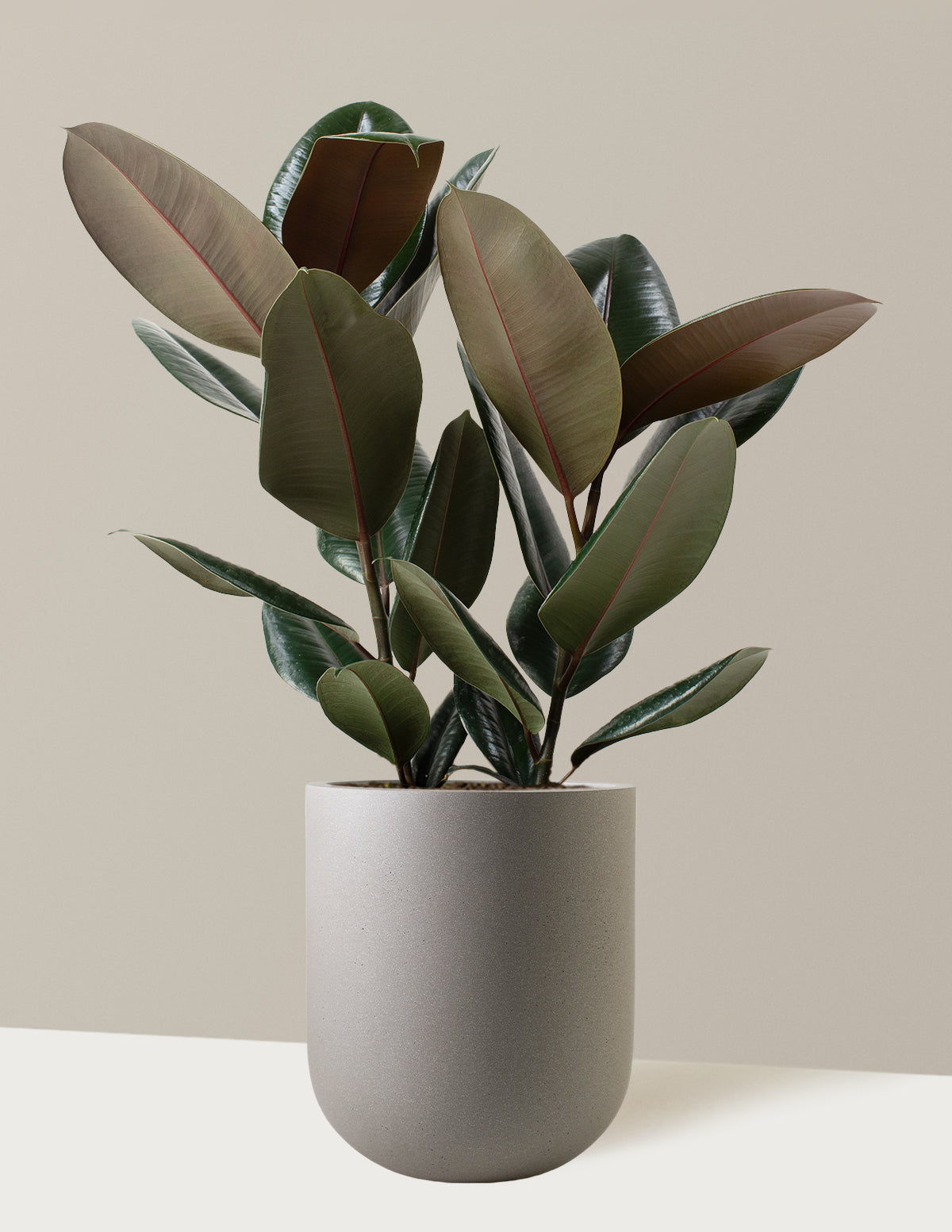Ficus Burgundy Kauçuk Bitkisi