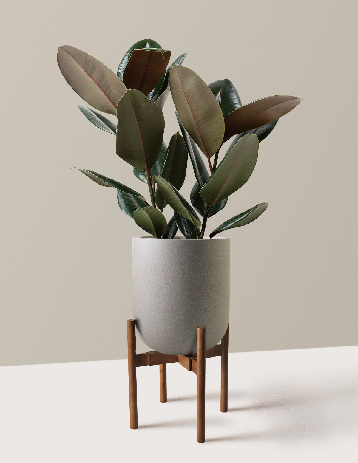 Ficus Burgundy Kauçuk Bitkisi