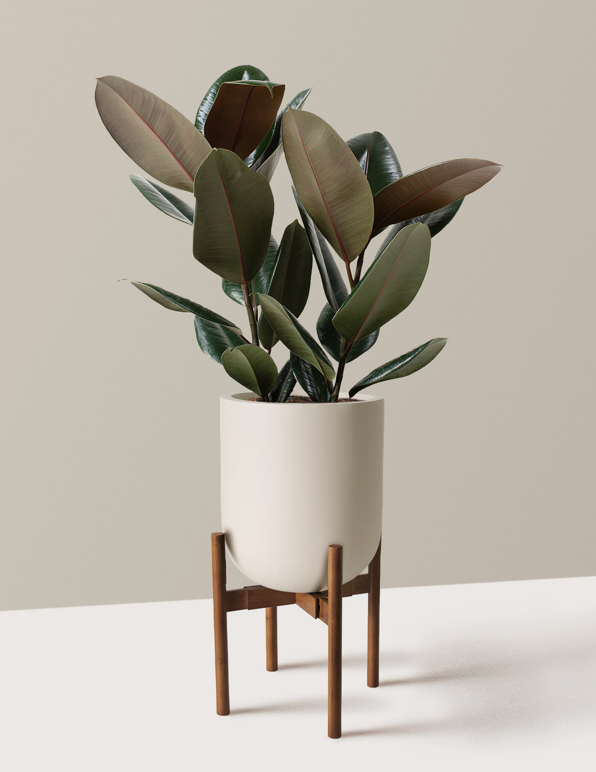 Ficus Burgundy Kauçuk Bitkisi