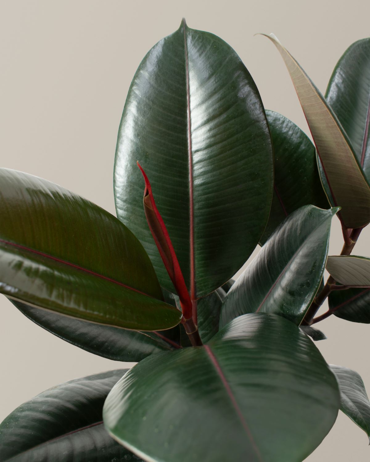 Ficus Burgundy Kauçuk Bitkisi