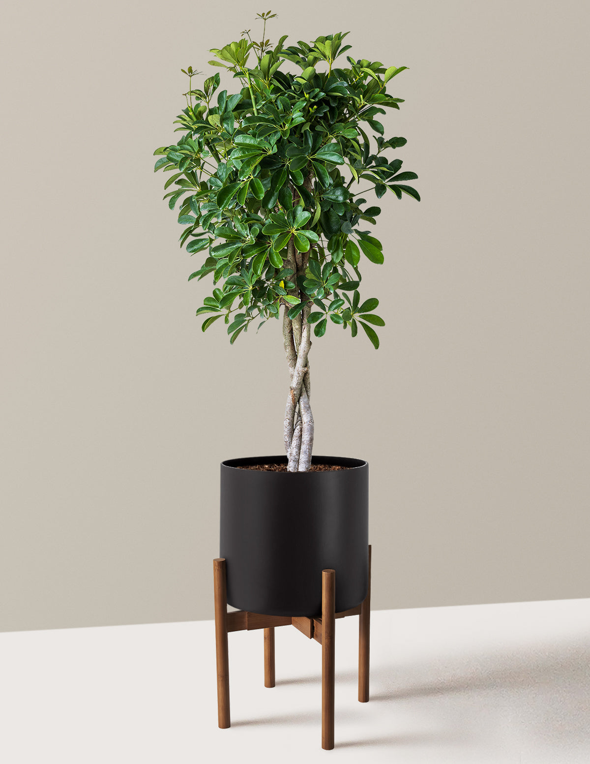 Örgü Gövdeli Schefflera Arboricola