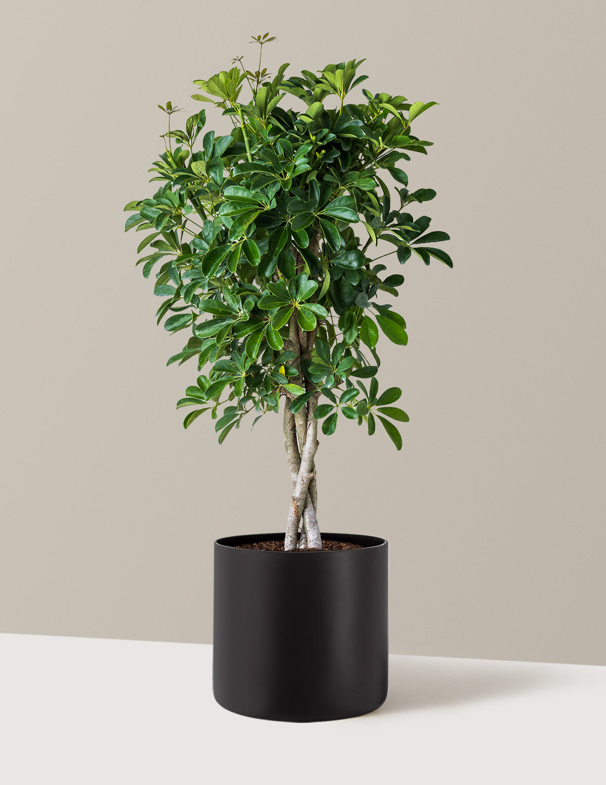 Örgü Gövdeli Schefflera Arboricola
