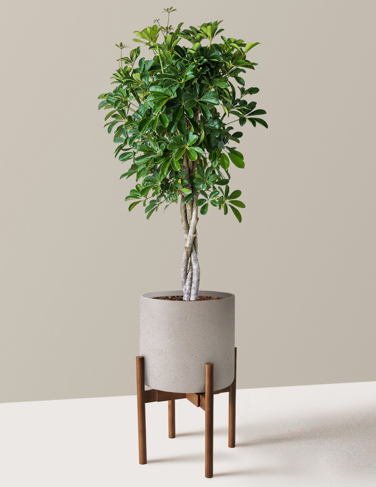 Örgü Gövdeli Schefflera Arboricola