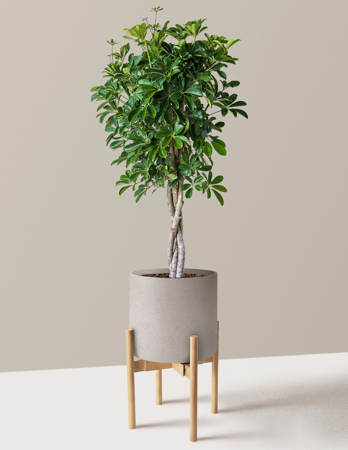 Örgü Gövdeli Schefflera Arboricola