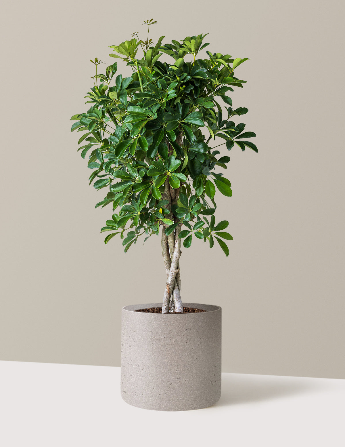 Örgü Gövdeli Schefflera Arboricola