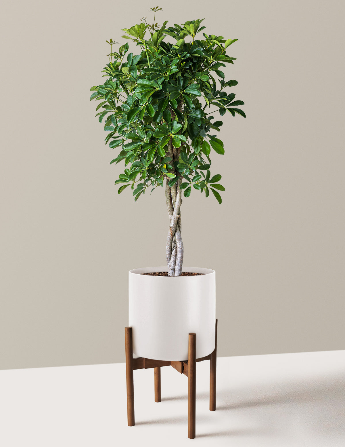Örgü Gövdeli Schefflera Arboricola