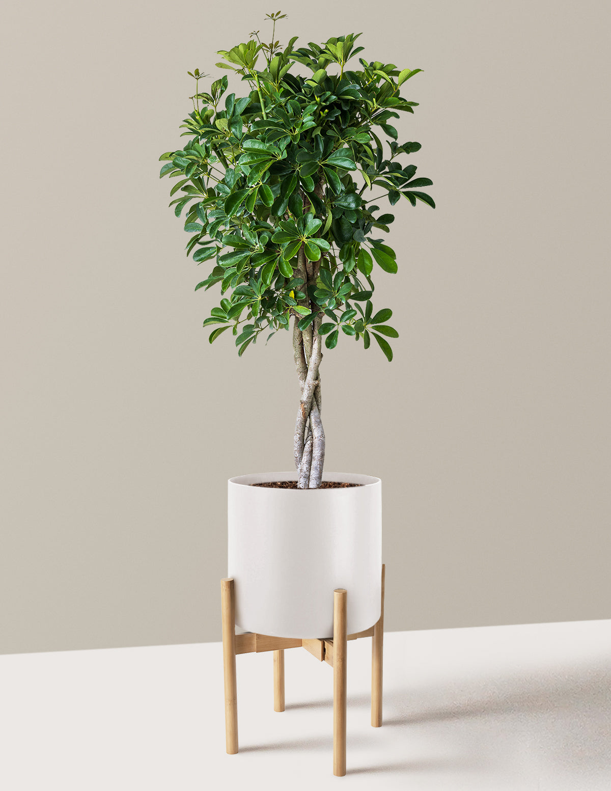 Örgü Gövdeli Schefflera Arboricola